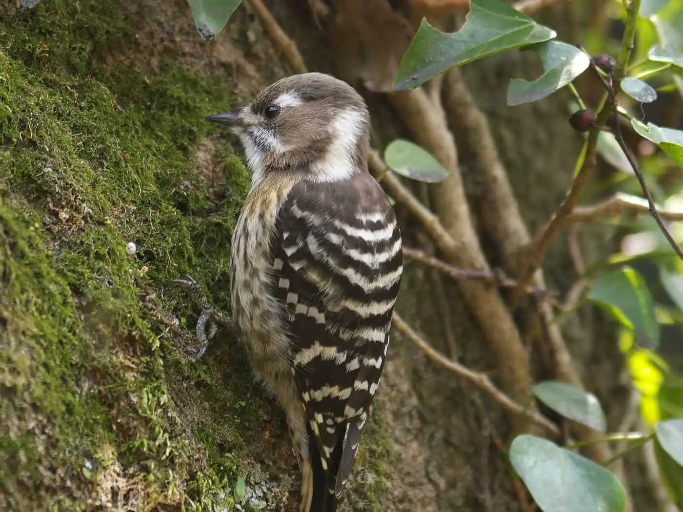 野鳥写真・コゲラの写真