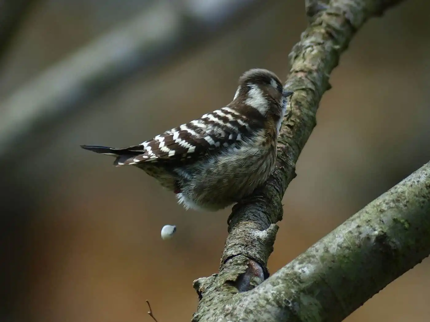 野鳥写真・コゲラの写真