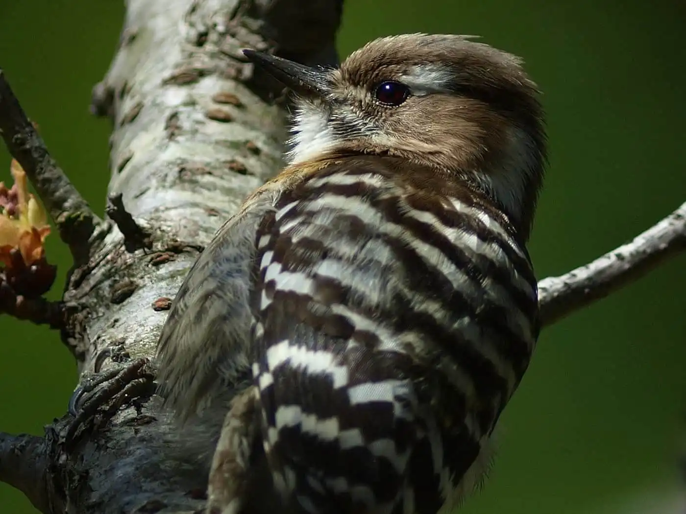 野鳥写真・コゲラの写真