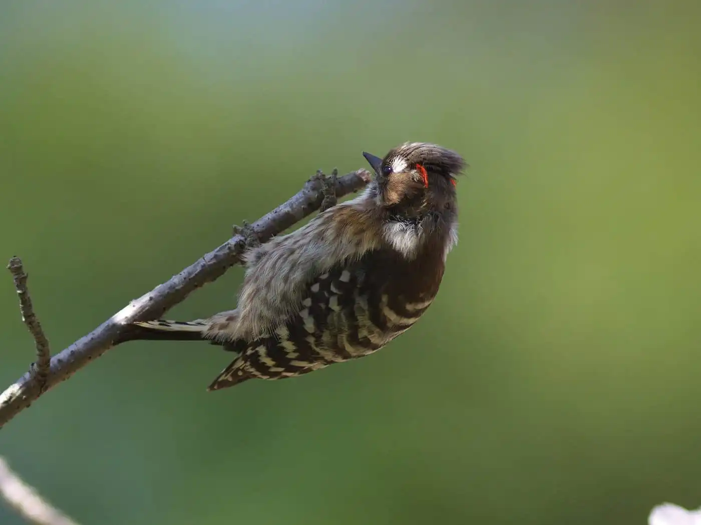 野鳥写真・コゲラの写真