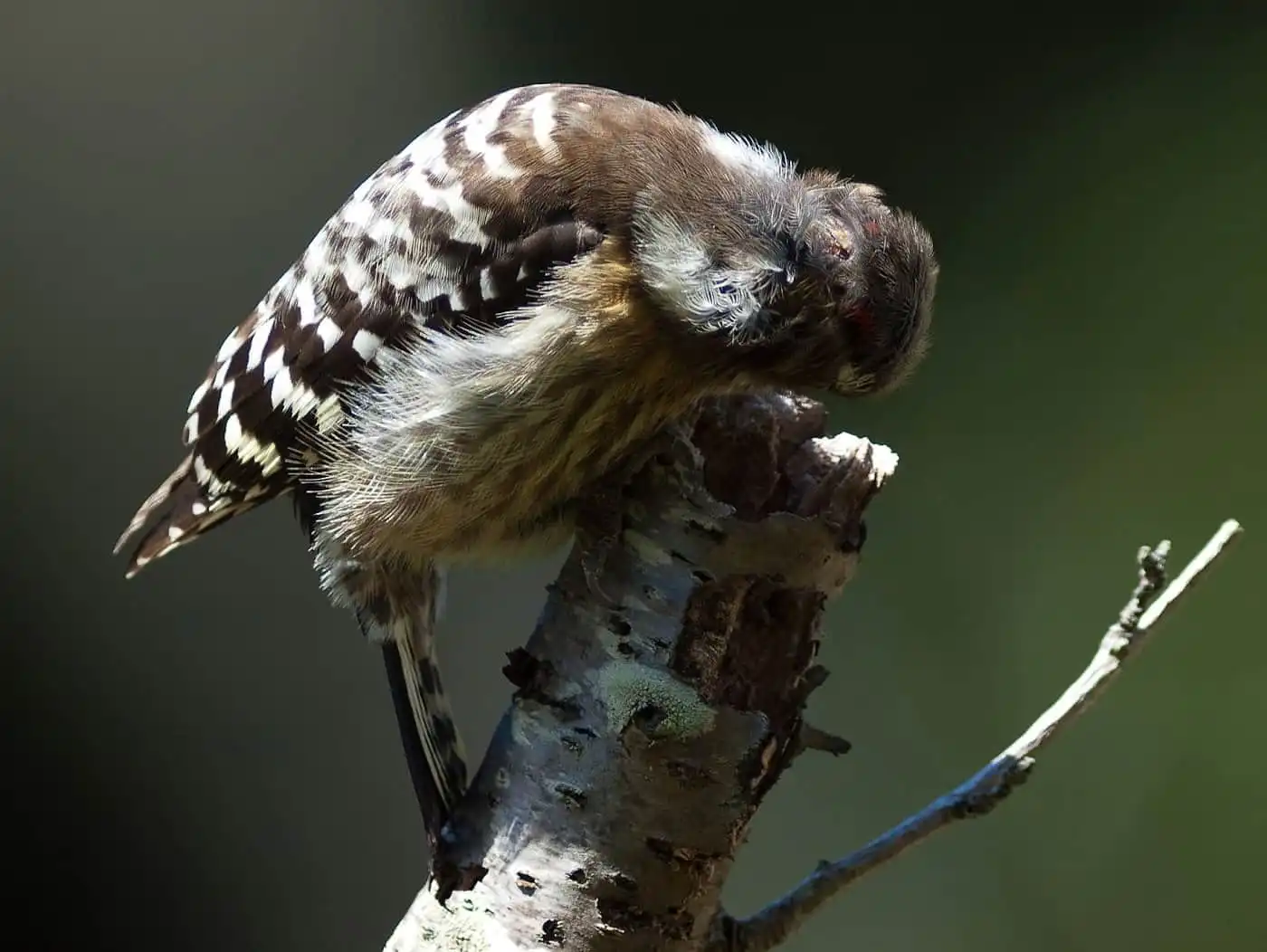 野鳥写真・コゲラの写真