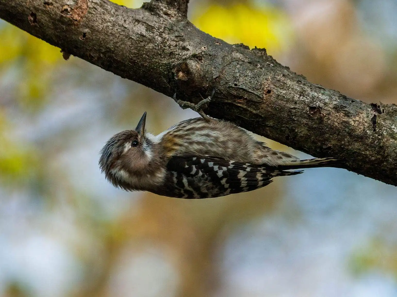 野鳥写真・コゲラの写真
