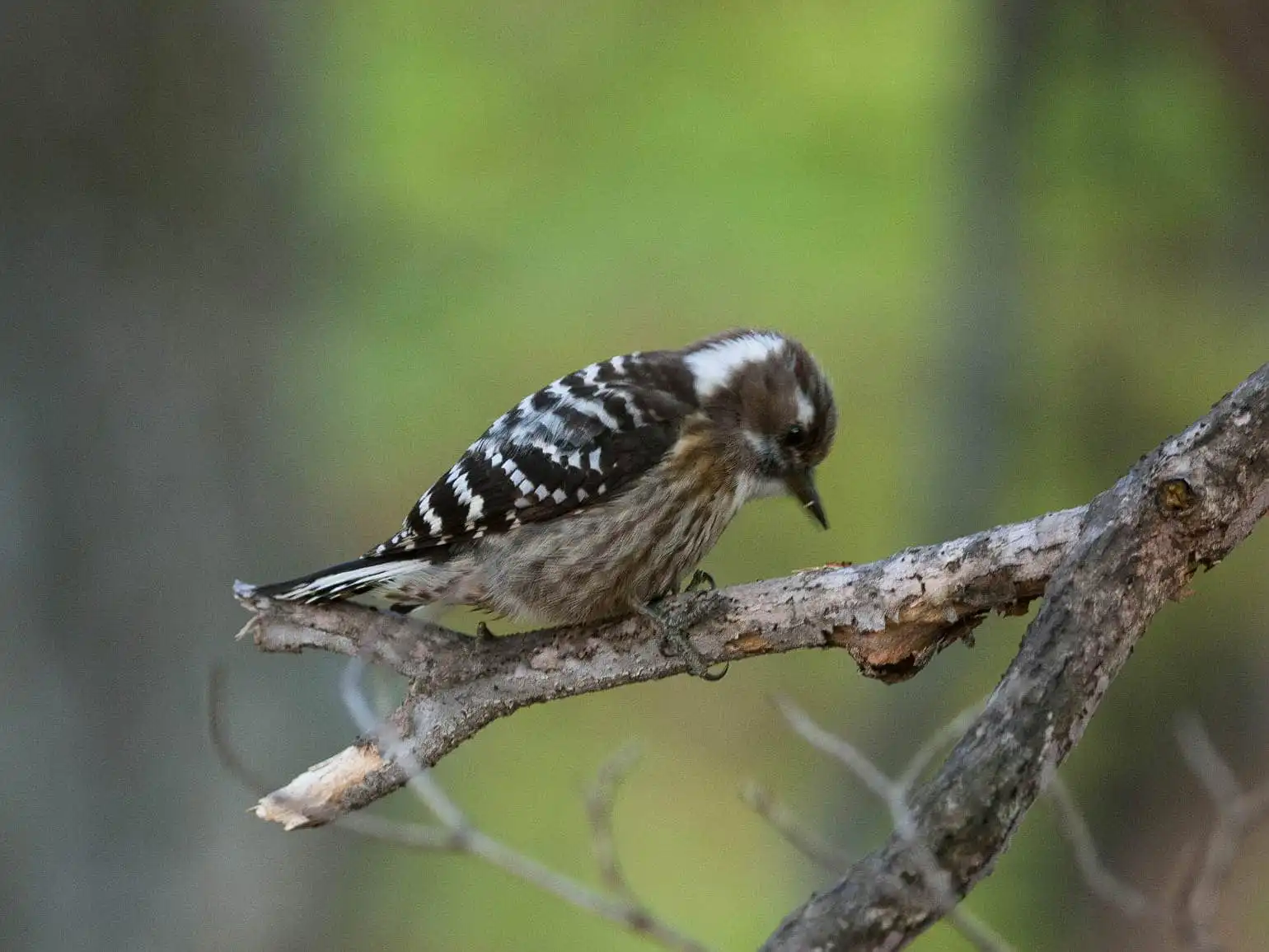 野鳥写真・コゲラの写真