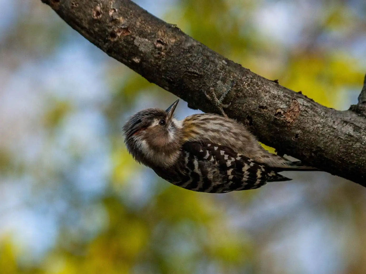 野鳥写真・コゲラの写真