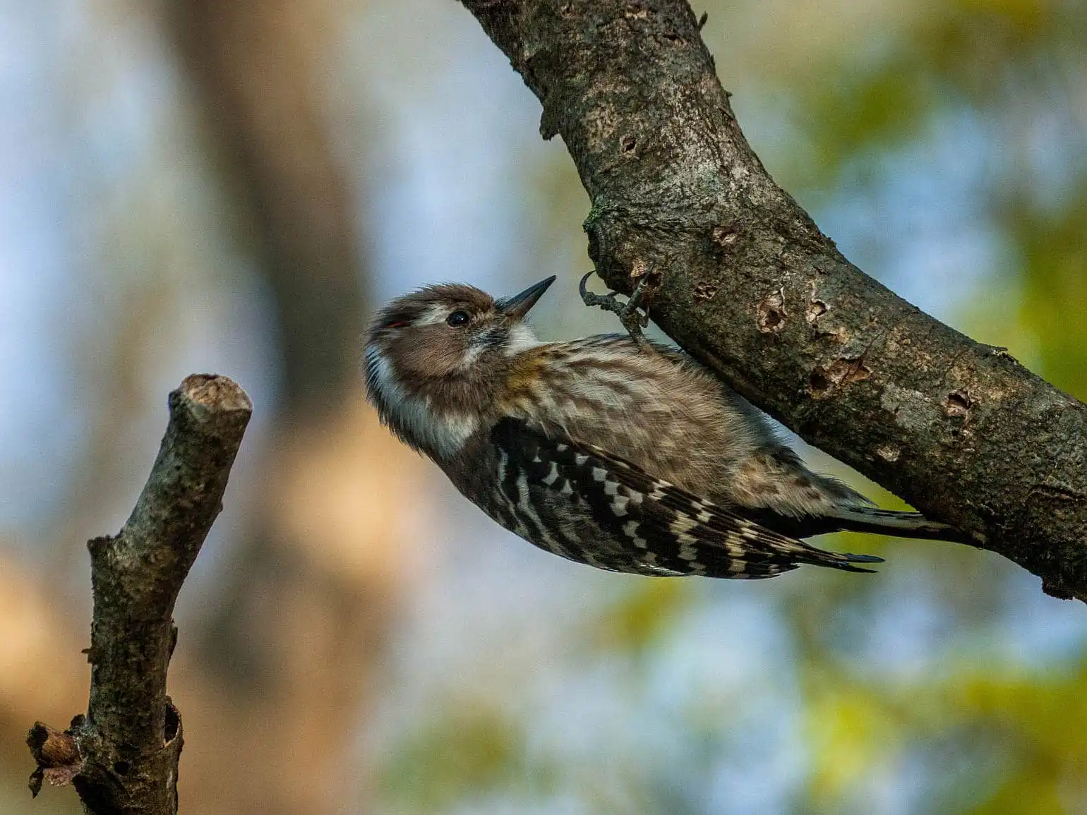 野鳥写真・コゲラの写真