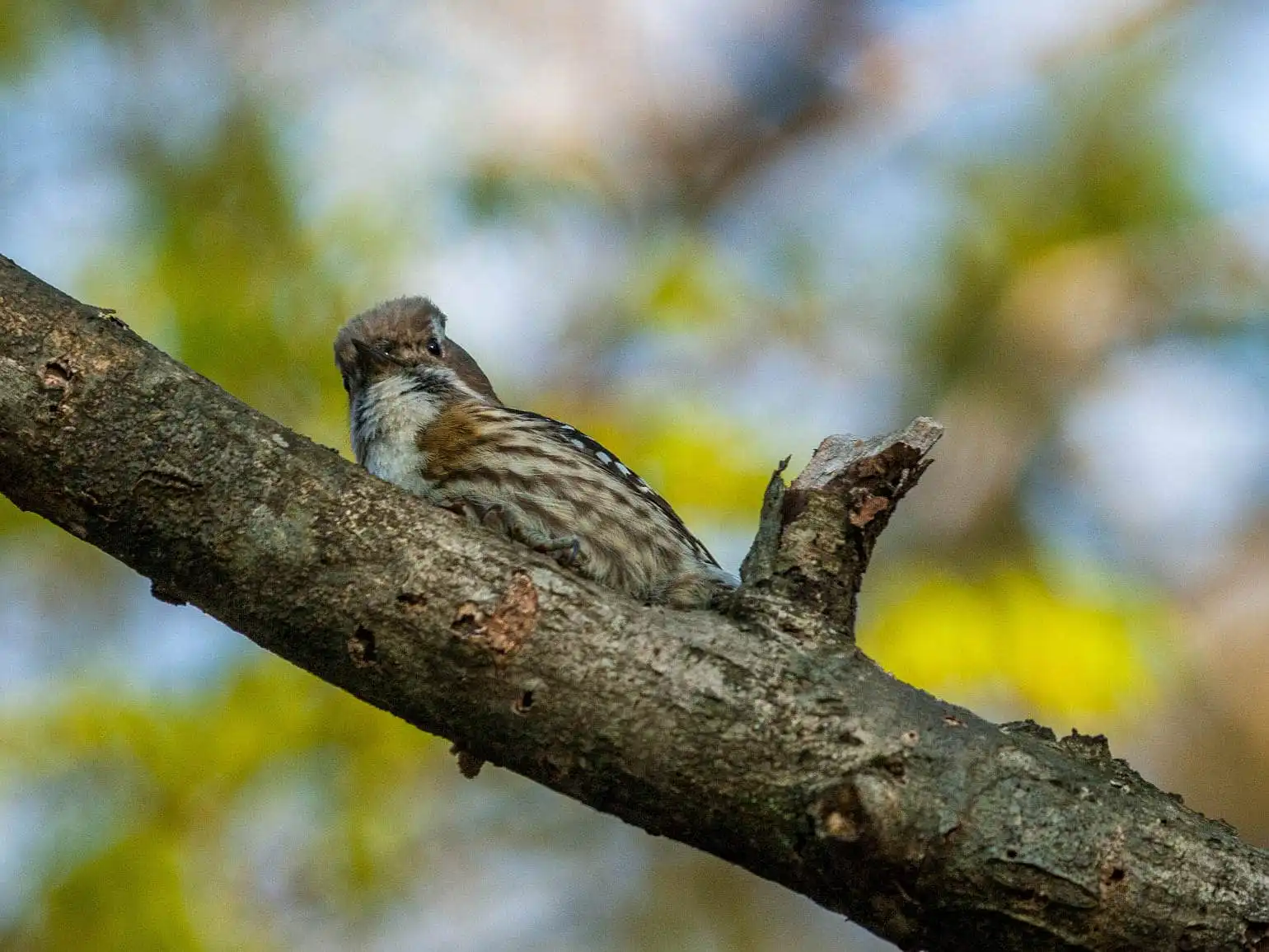 野鳥写真・コゲラの写真