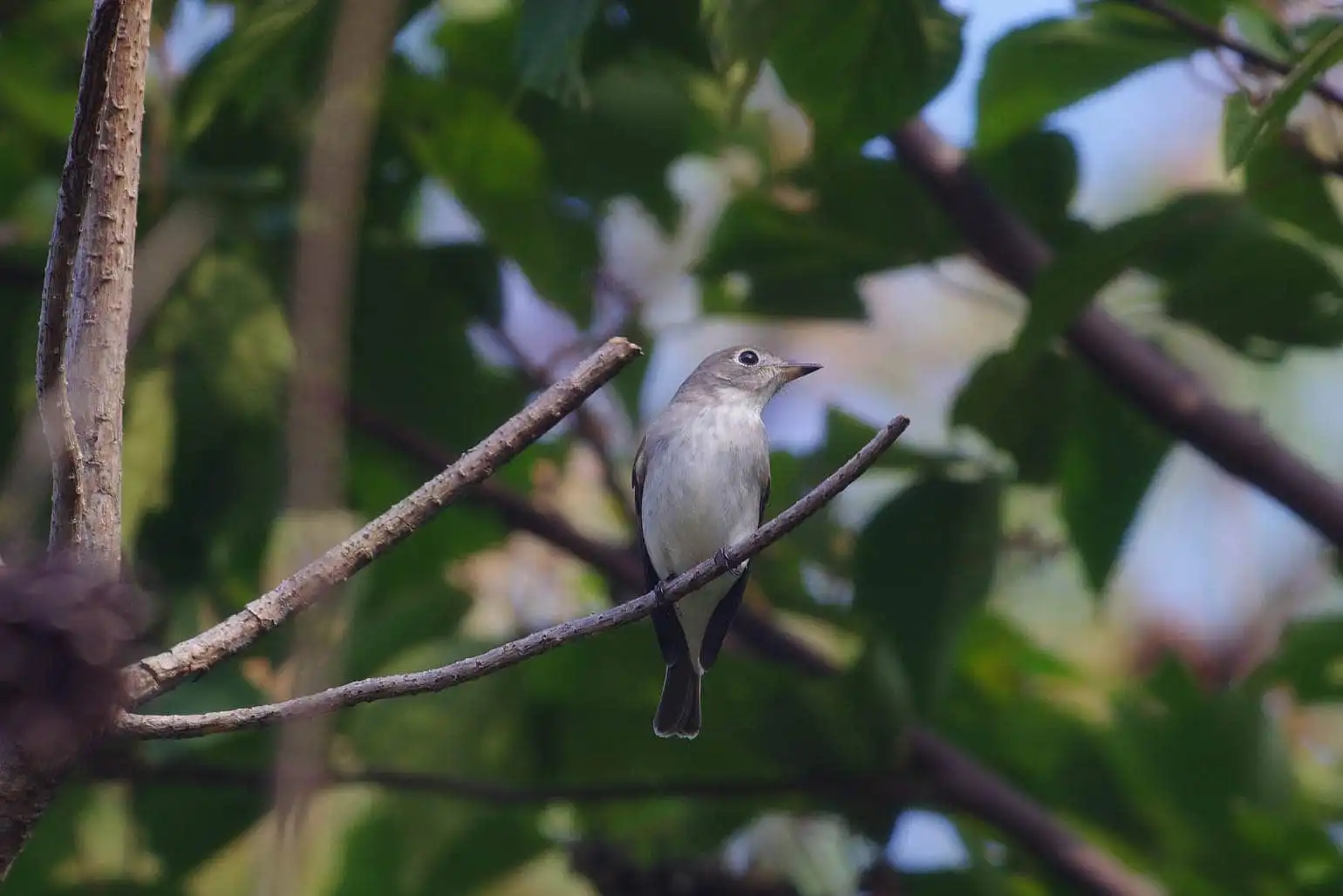 野鳥・コサメビタキの写真画像