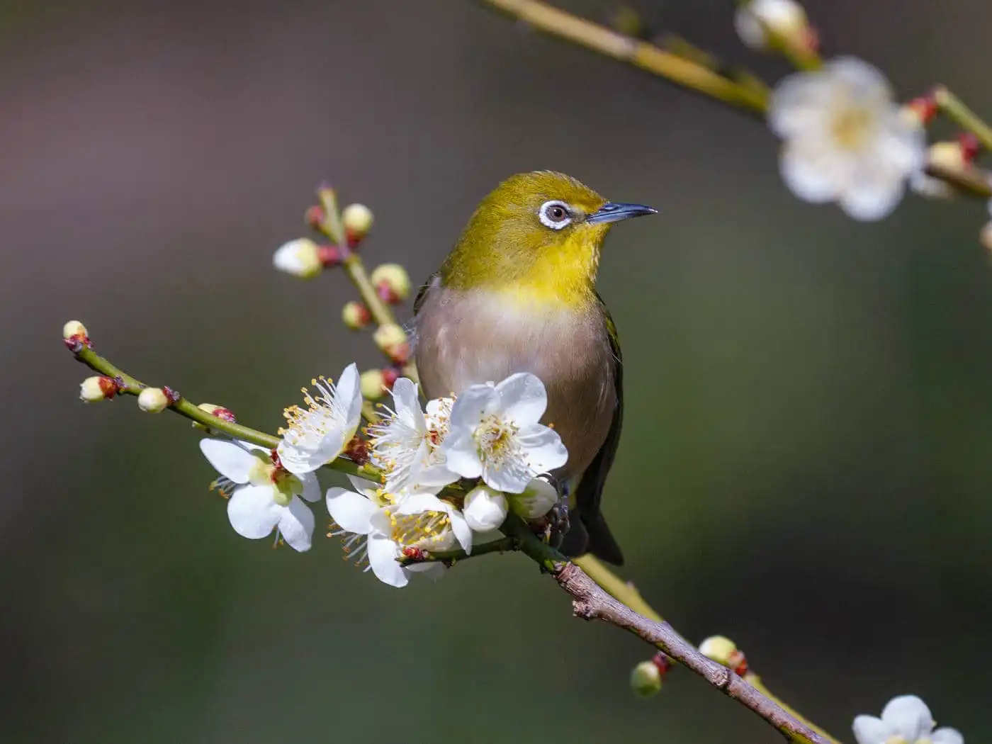野鳥画像・梅の花とメジロの写真