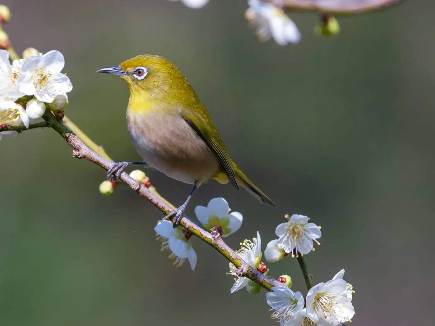 野鳥画像・梅の花とメジロの写真