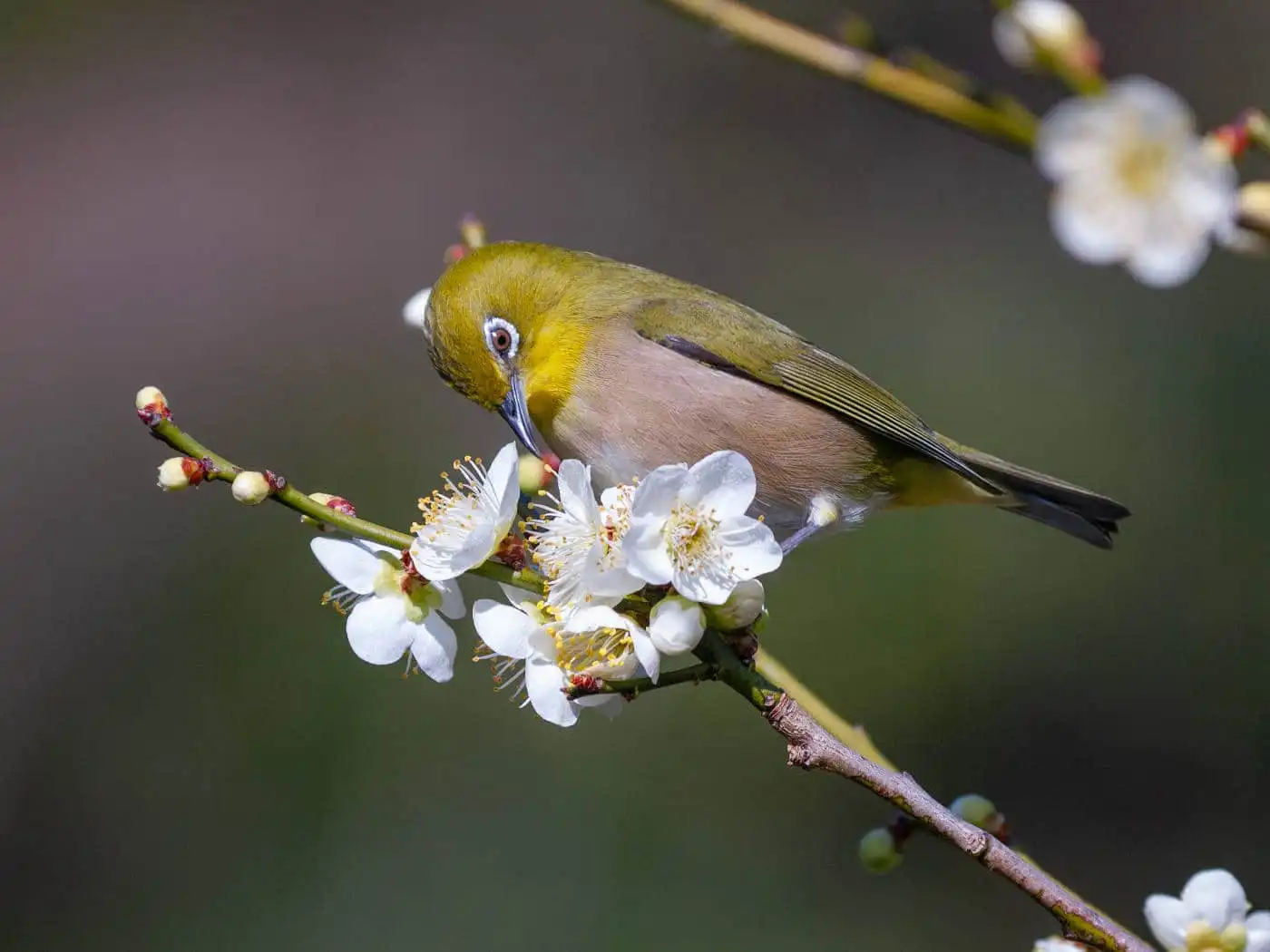 野鳥画像・梅の花とメジロの写真