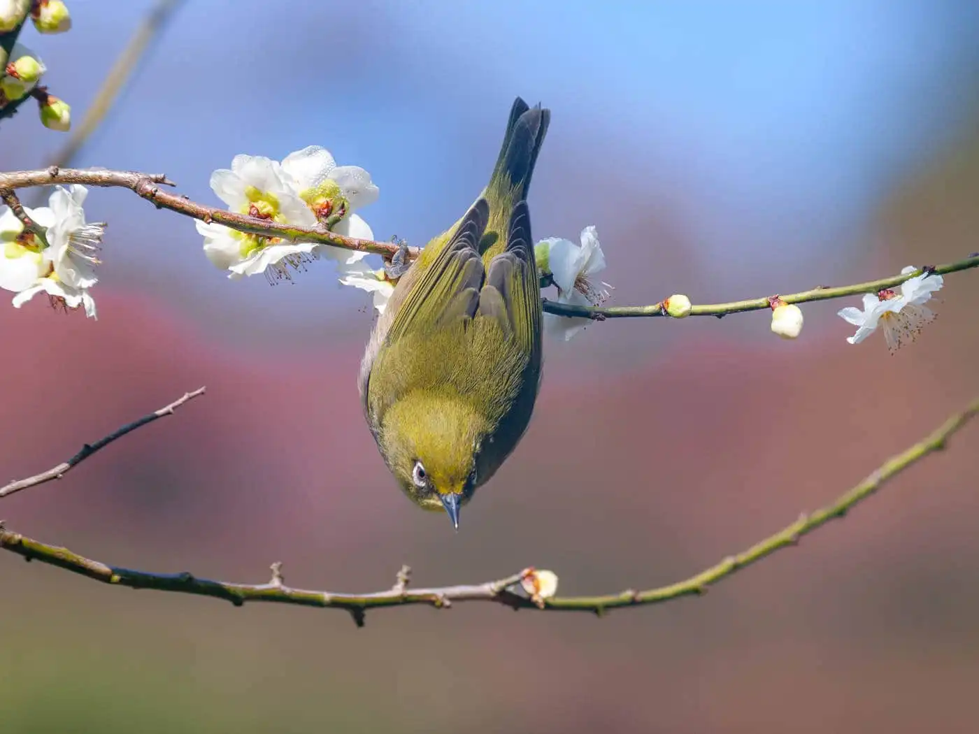 野鳥画像・梅の花と幻想的な背景のメジロの写真