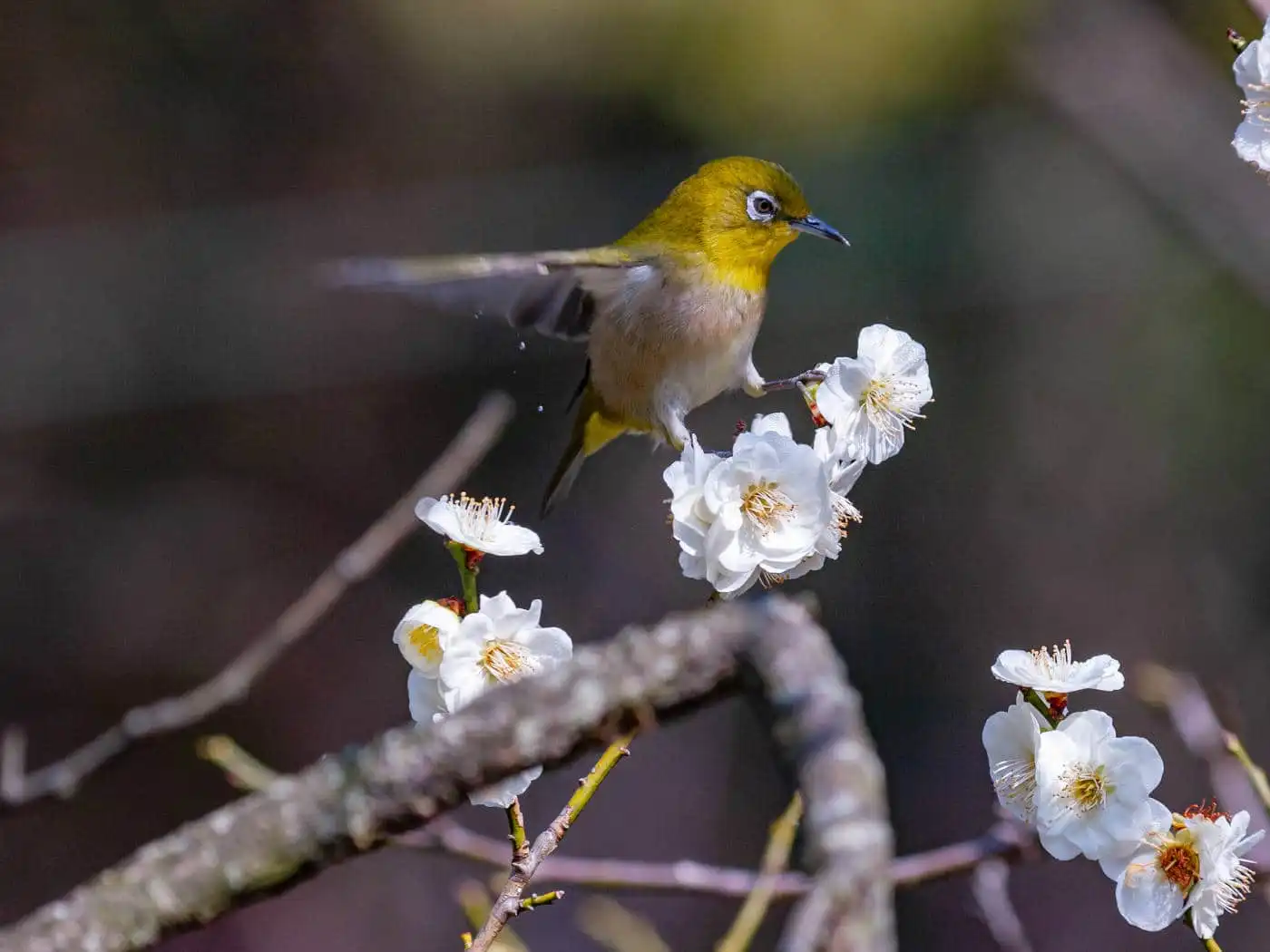 野鳥画像・梅の花とメジロの写真