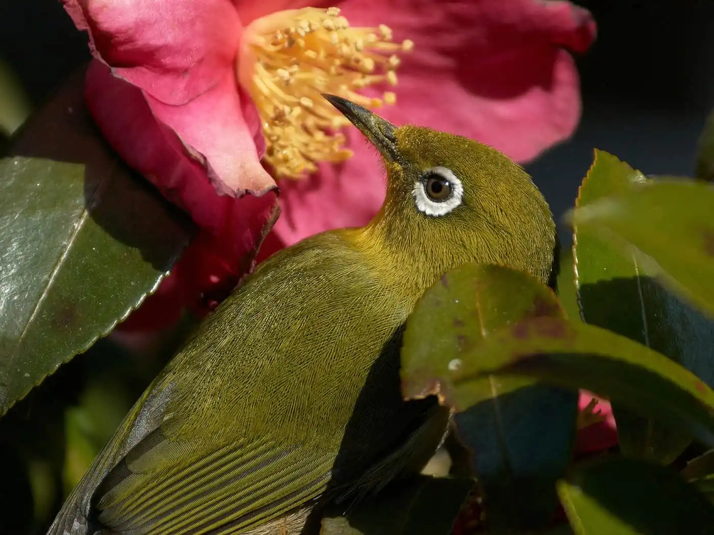 野鳥画像・サザンカとメジロの高解像上半身ドアップ写真