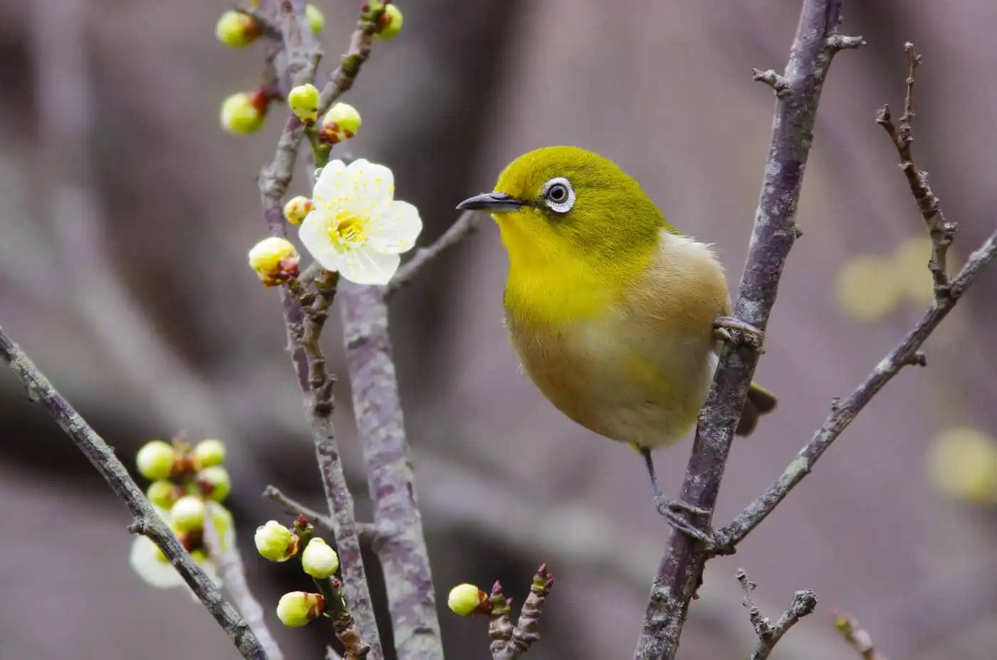野鳥画像・梅の花とメジロの写真
