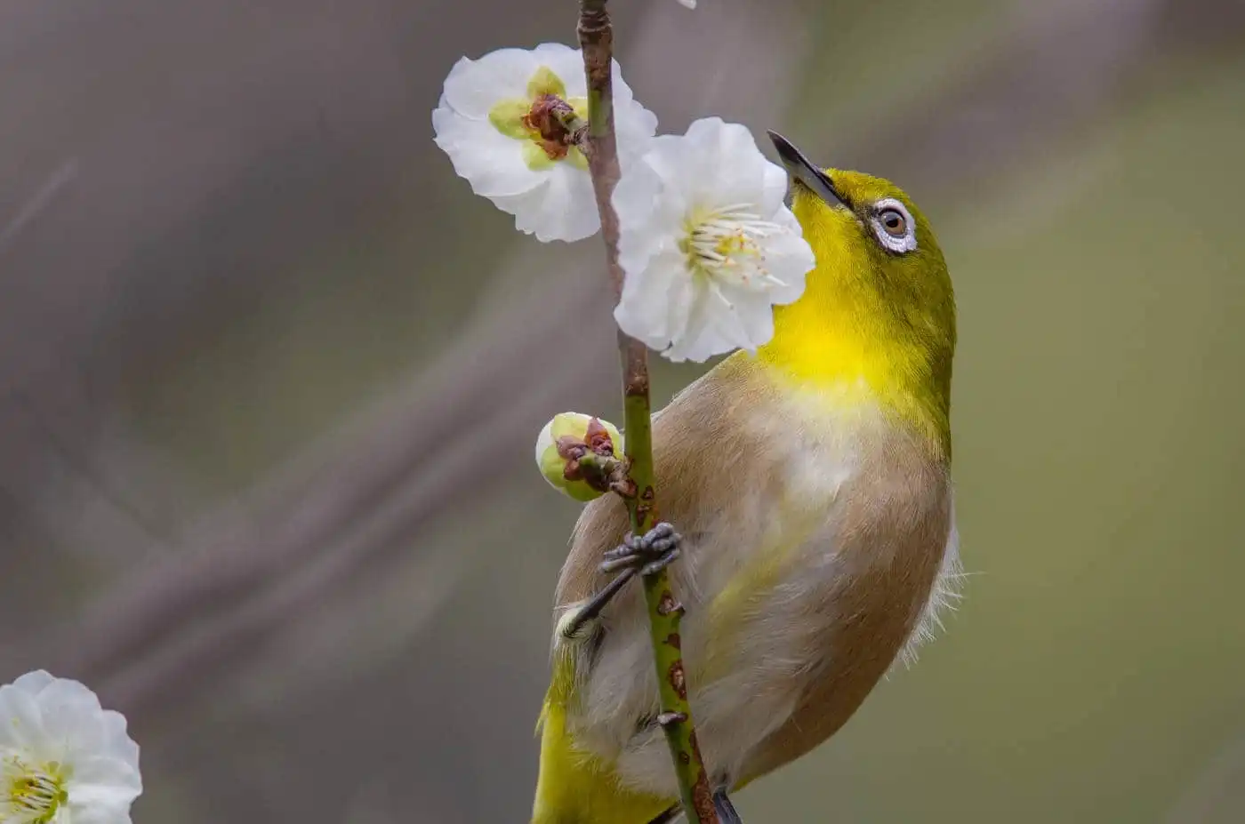 野鳥画像・梅の花とメジロの高解像ドアップ写真