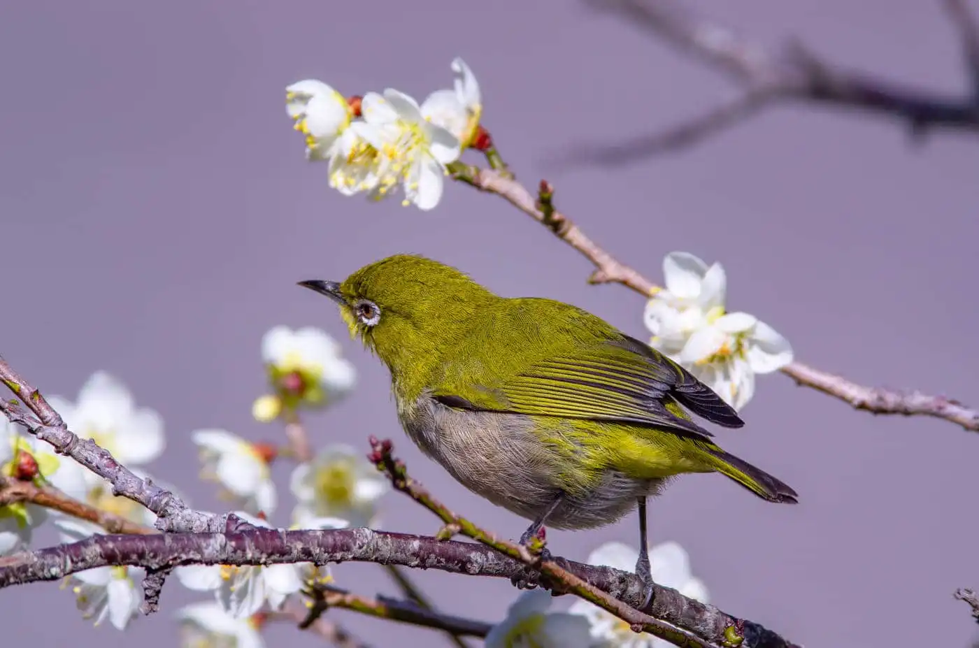 野鳥画像・梅の花とメジロの高解像写真