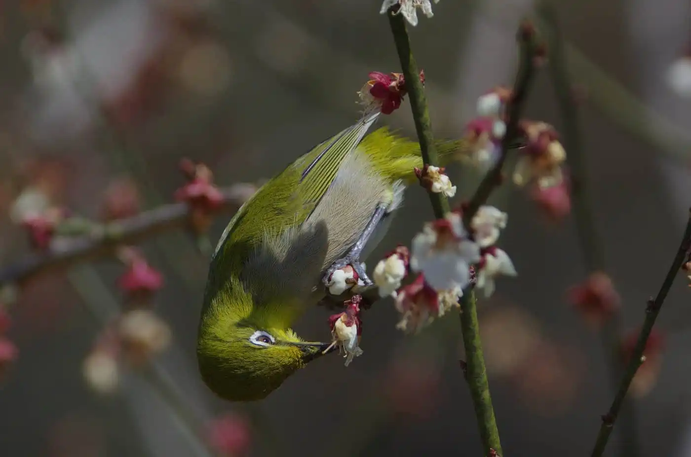 野鳥画像・梅の花とメジロの写真