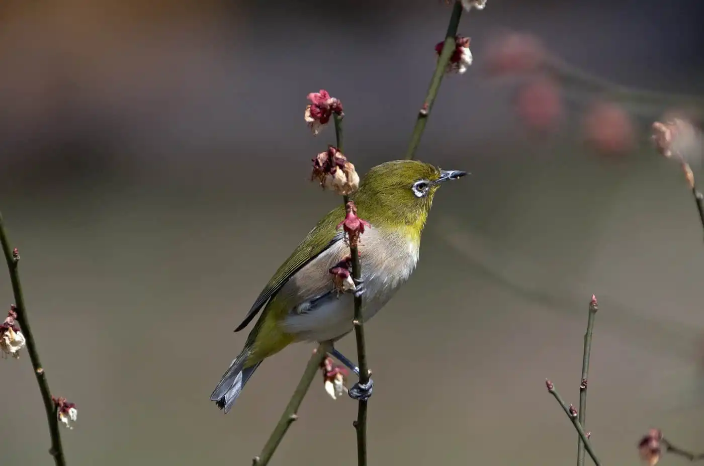 野鳥画像・梅の花とメジロの写真