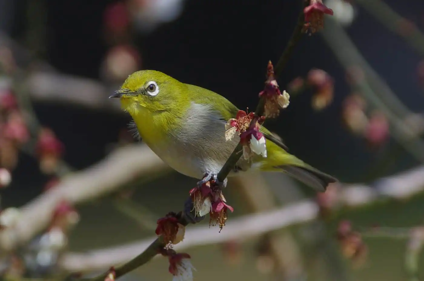 野鳥画像・梅の花とメジロの写真