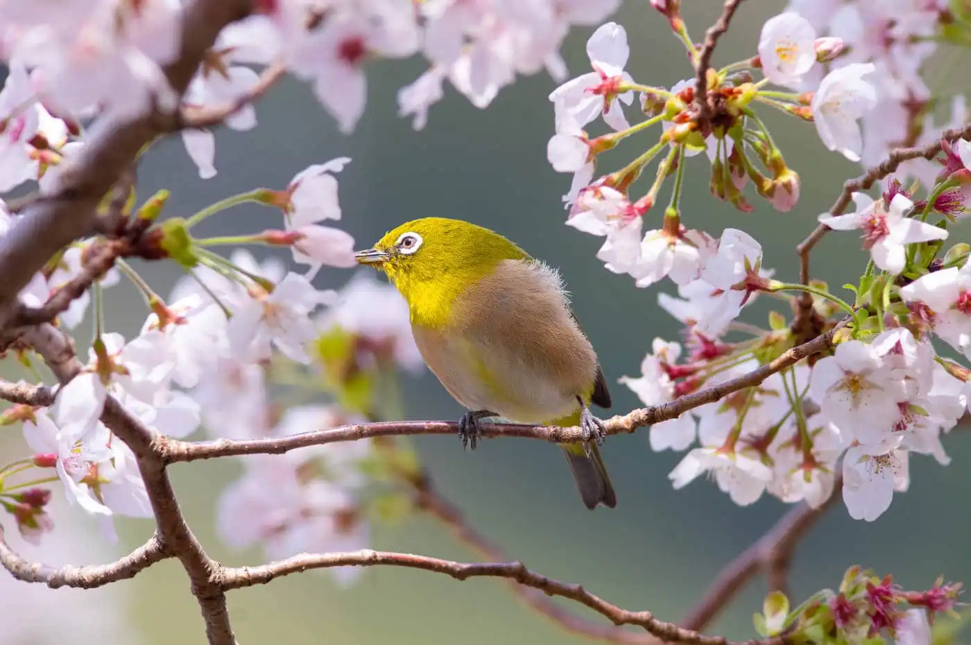 野鳥画像・桜の花とメジロの写真