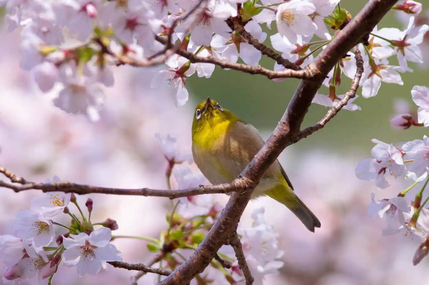 野鳥画像・桜の花とメジロの写真
