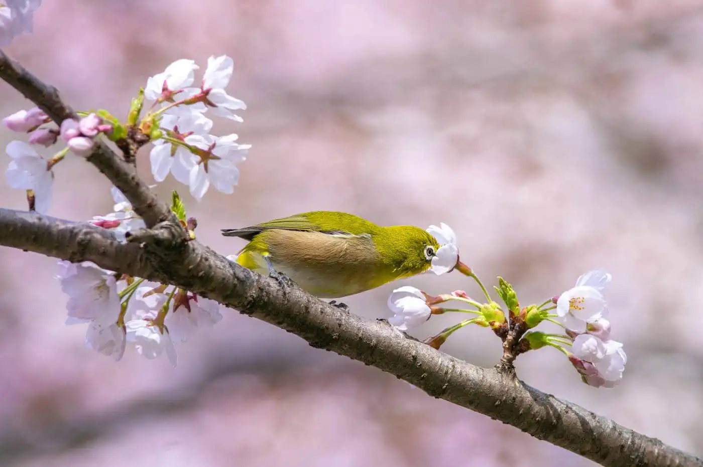 野鳥画像・桜の花とメジロの写真