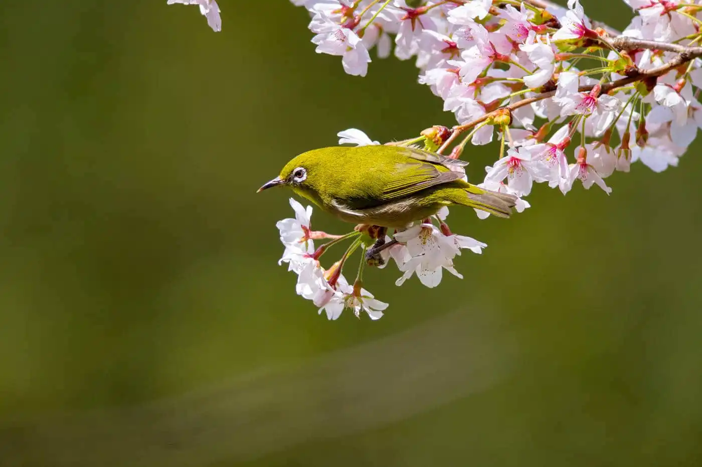 野鳥画像・桜の花とメジロの写真