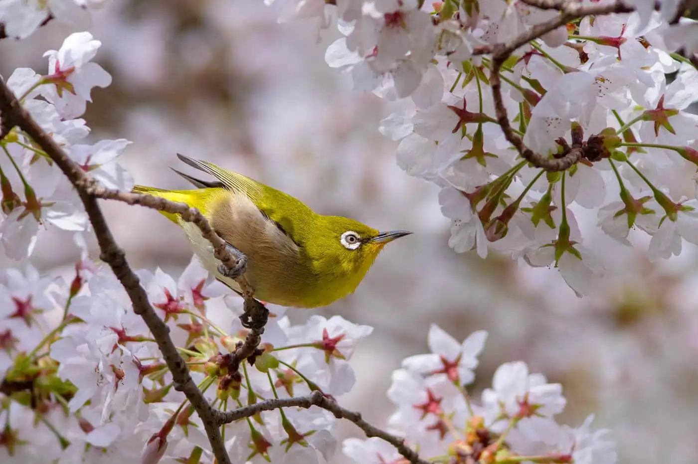 野鳥画像・桜の花とメジロの写真