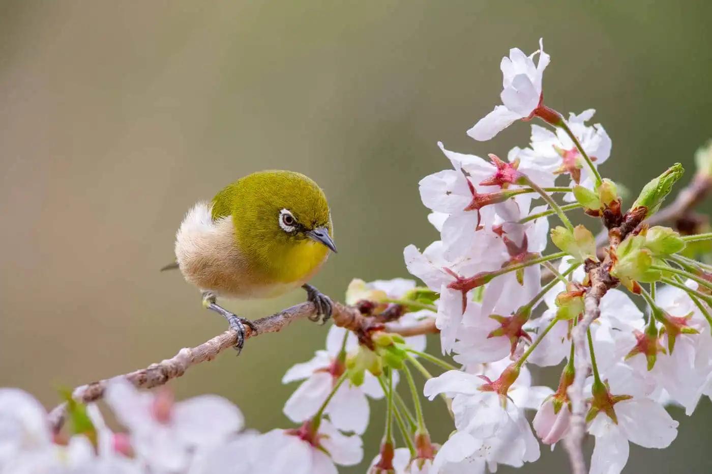 野鳥画像・桜の花とメジロの写真