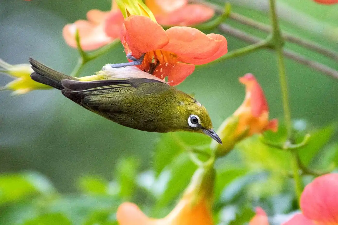野鳥画像・ノウゼンカズラとメジロの写真