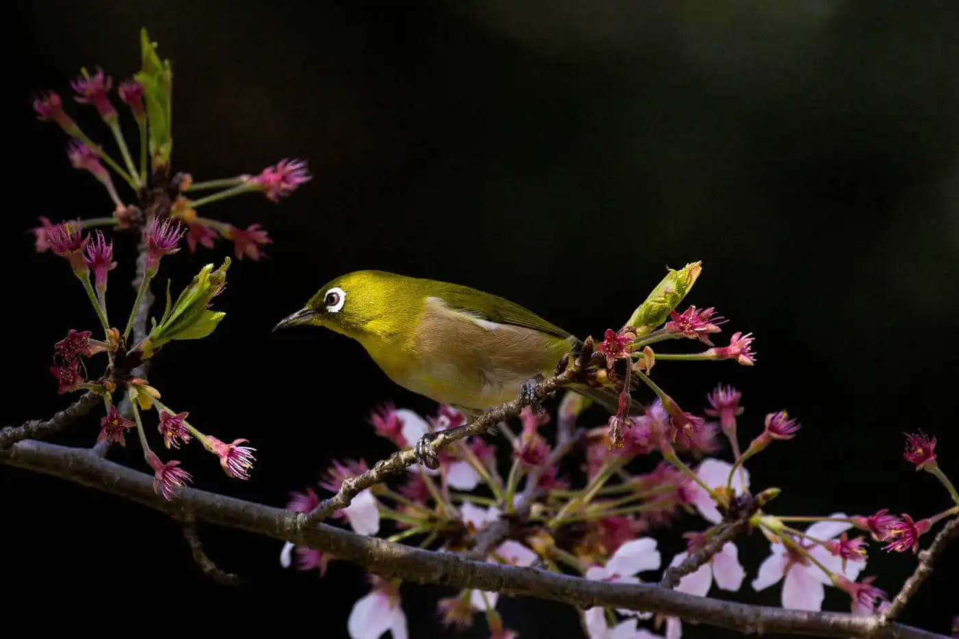 野鳥画像・桜の花とメジロの写真