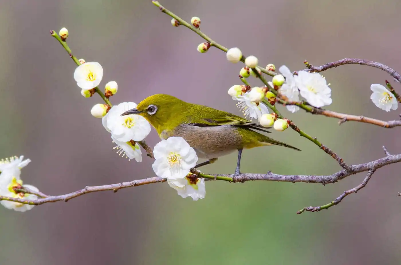 野鳥画像・梅の花と幻想的な背景のメジロの写真
