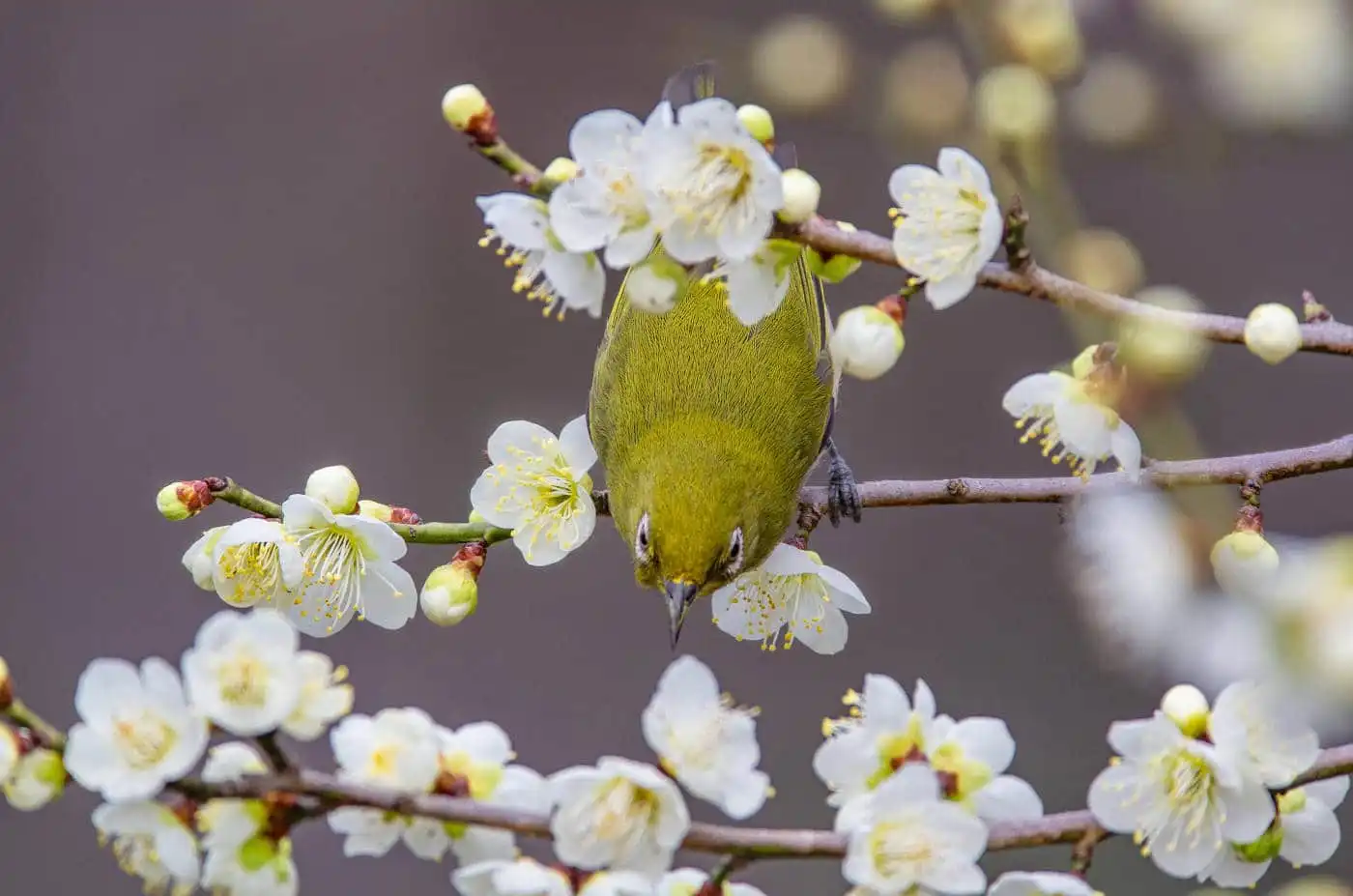 野鳥画像・梅の花とメジロの写真