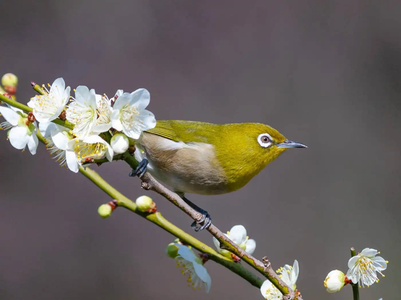 野鳥画像・梅の花とメジロの写真