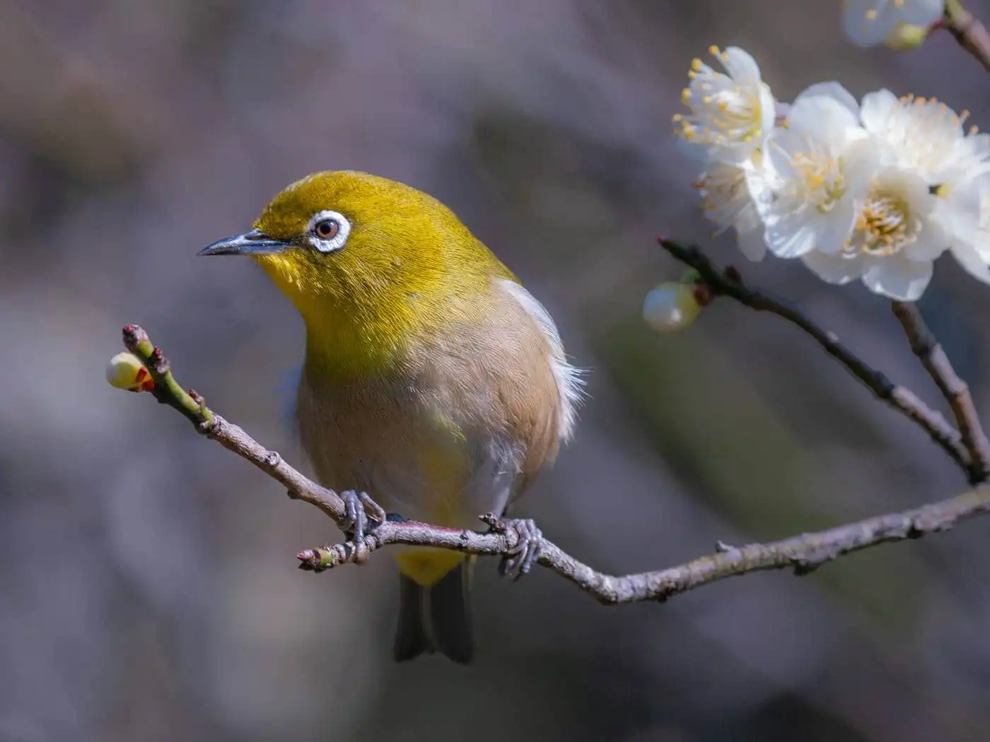 野鳥画像・梅の花とメジロの写真