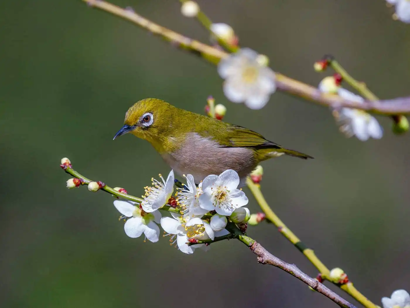 野鳥画像・梅の花とメジロの写真