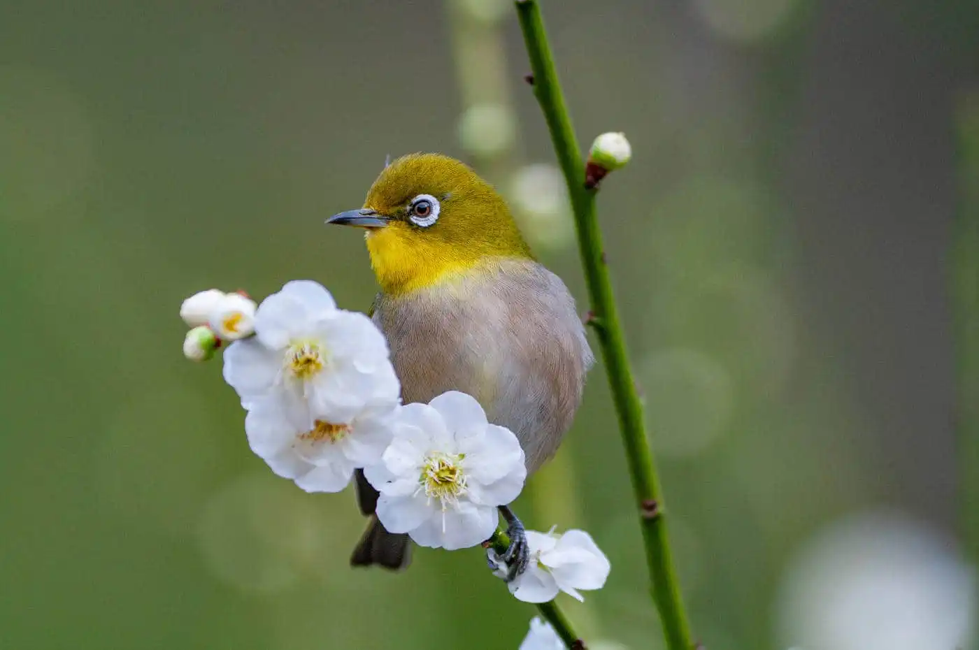 野鳥画像・梅の花とメジロの写真