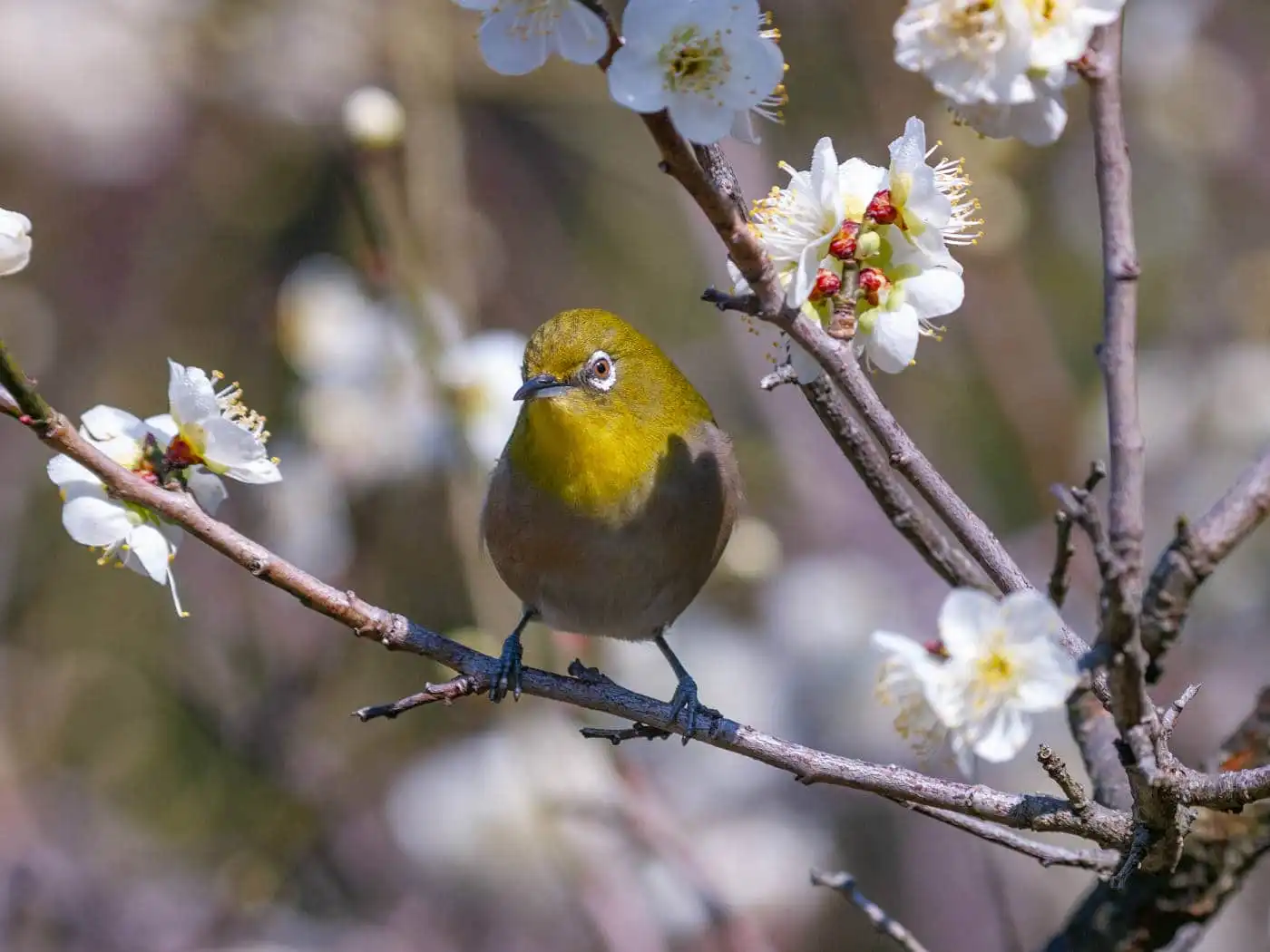 野鳥画像・梅の花とメジロの写真