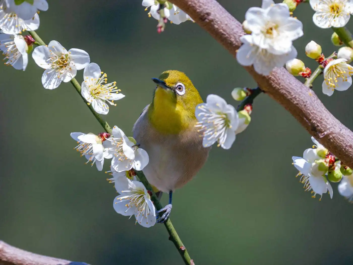 野鳥画像・梅の花とメジロの写真