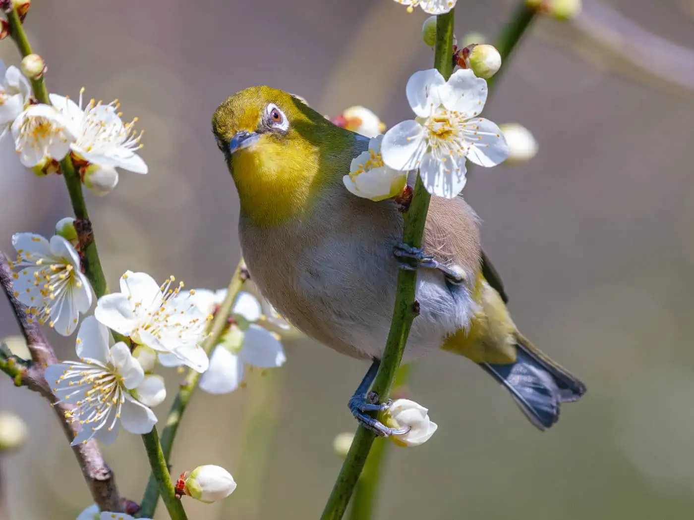 野鳥画像・梅の花とメジロの写真