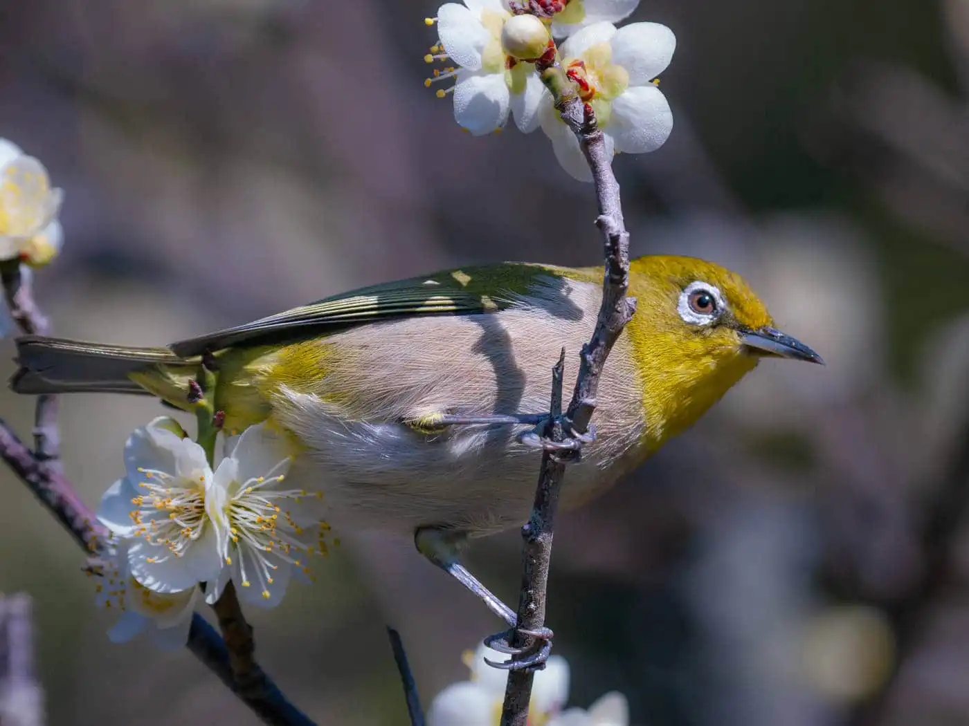 野鳥画像・梅の花とメジロの写真