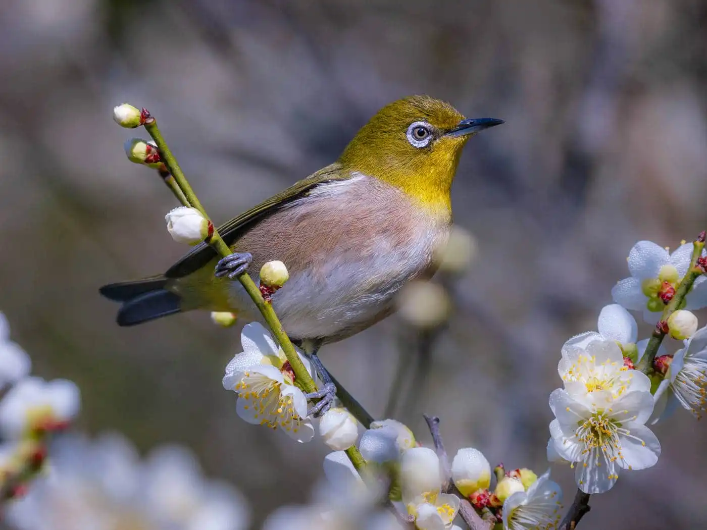 野鳥画像・梅の花とメジロの写真