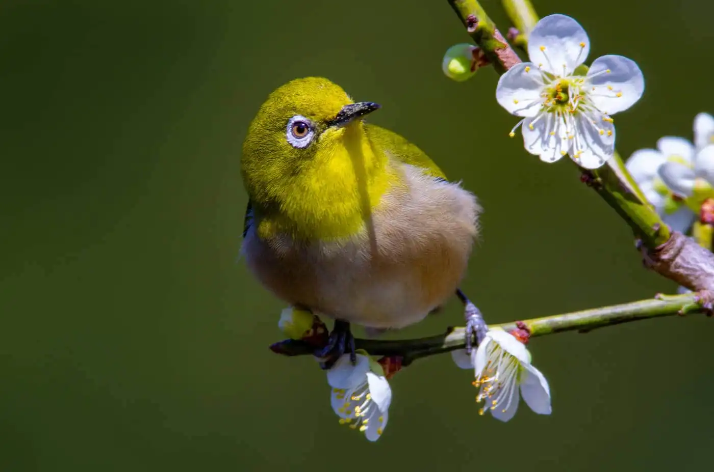 野鳥画像・梅の花とメジロの写真