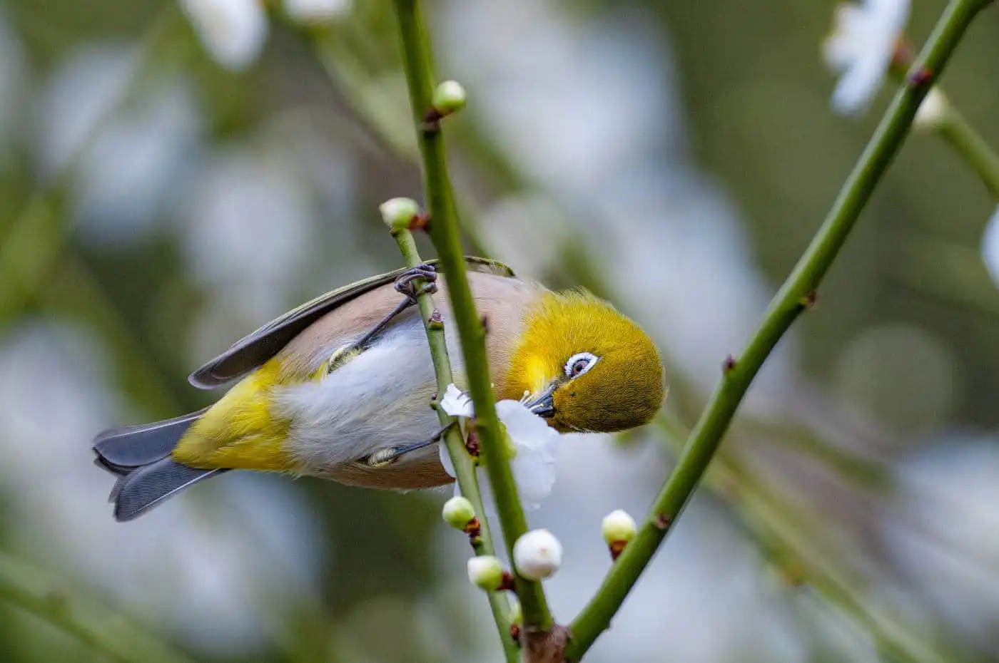 野鳥画像・梅の花とメジロの写真