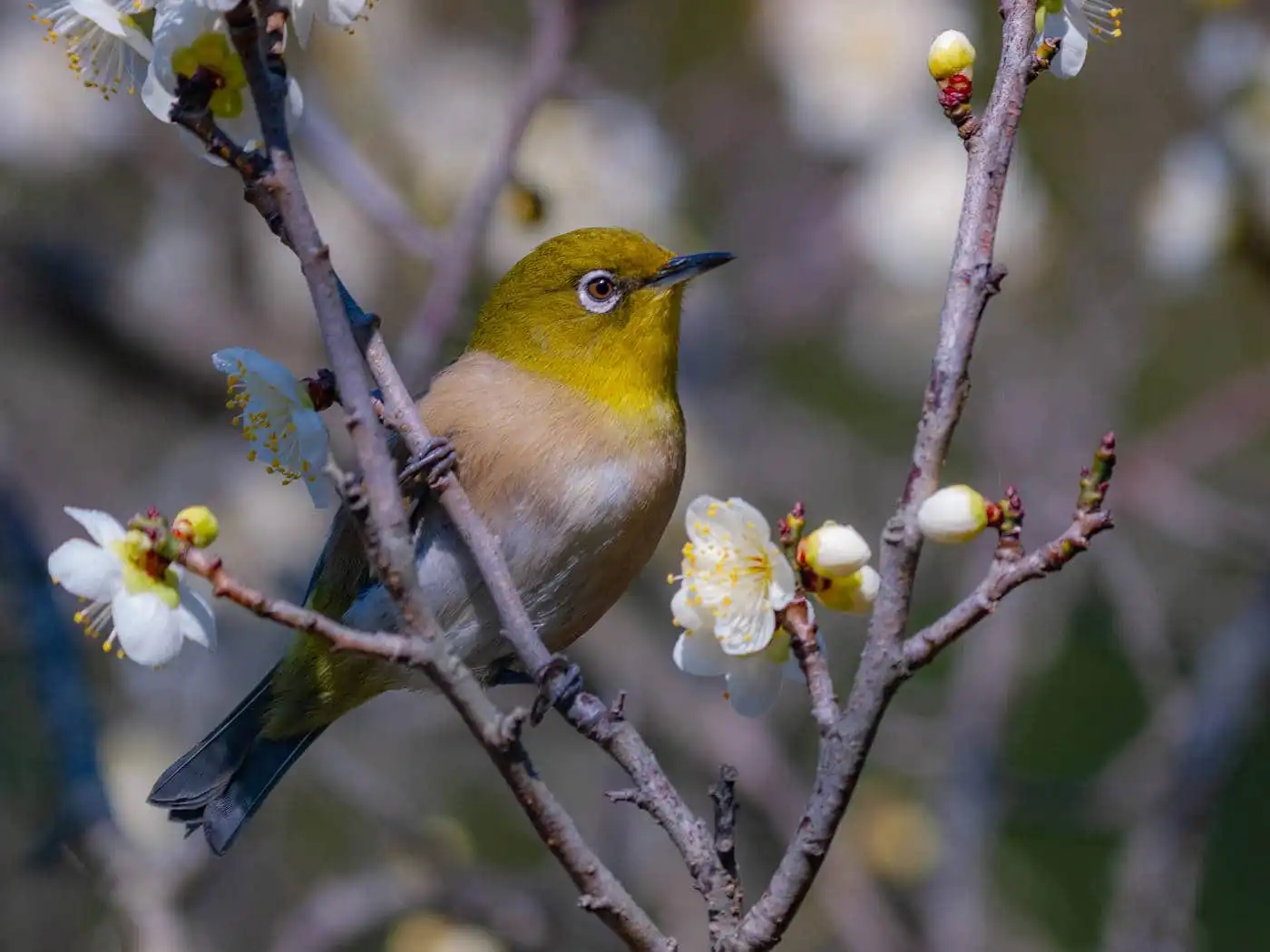 野鳥画像・梅の花とメジロの写真