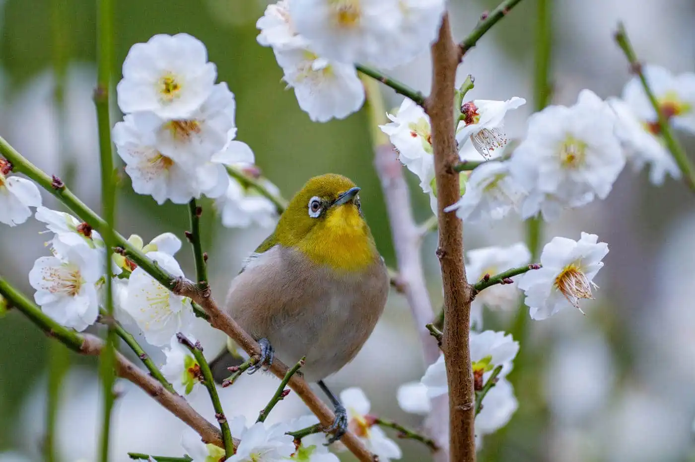 野鳥画像・梅の花とメジロの写真
