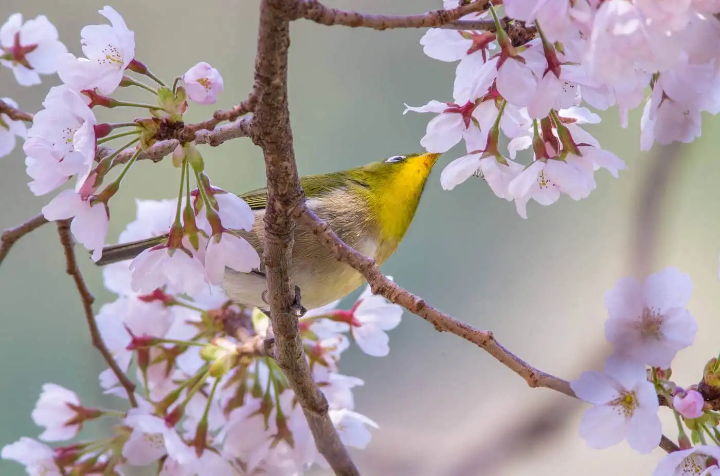 野鳥画像・桜の花とメジロの写真