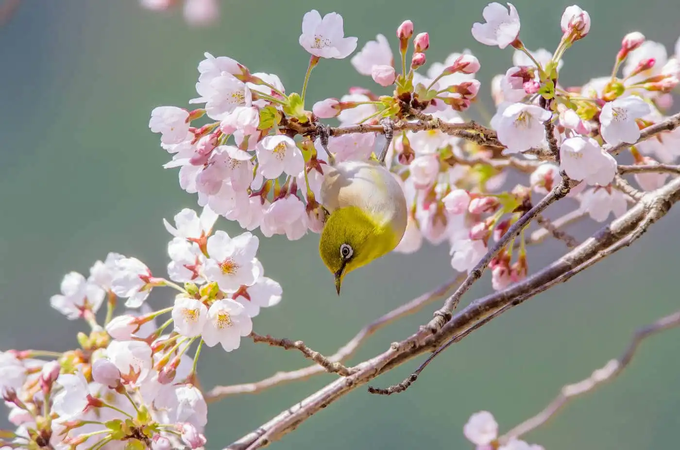 野鳥画像・桜の花とメジロの写真