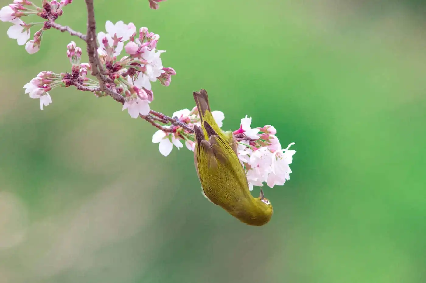 野鳥画像・桜の花とメジロの写真
