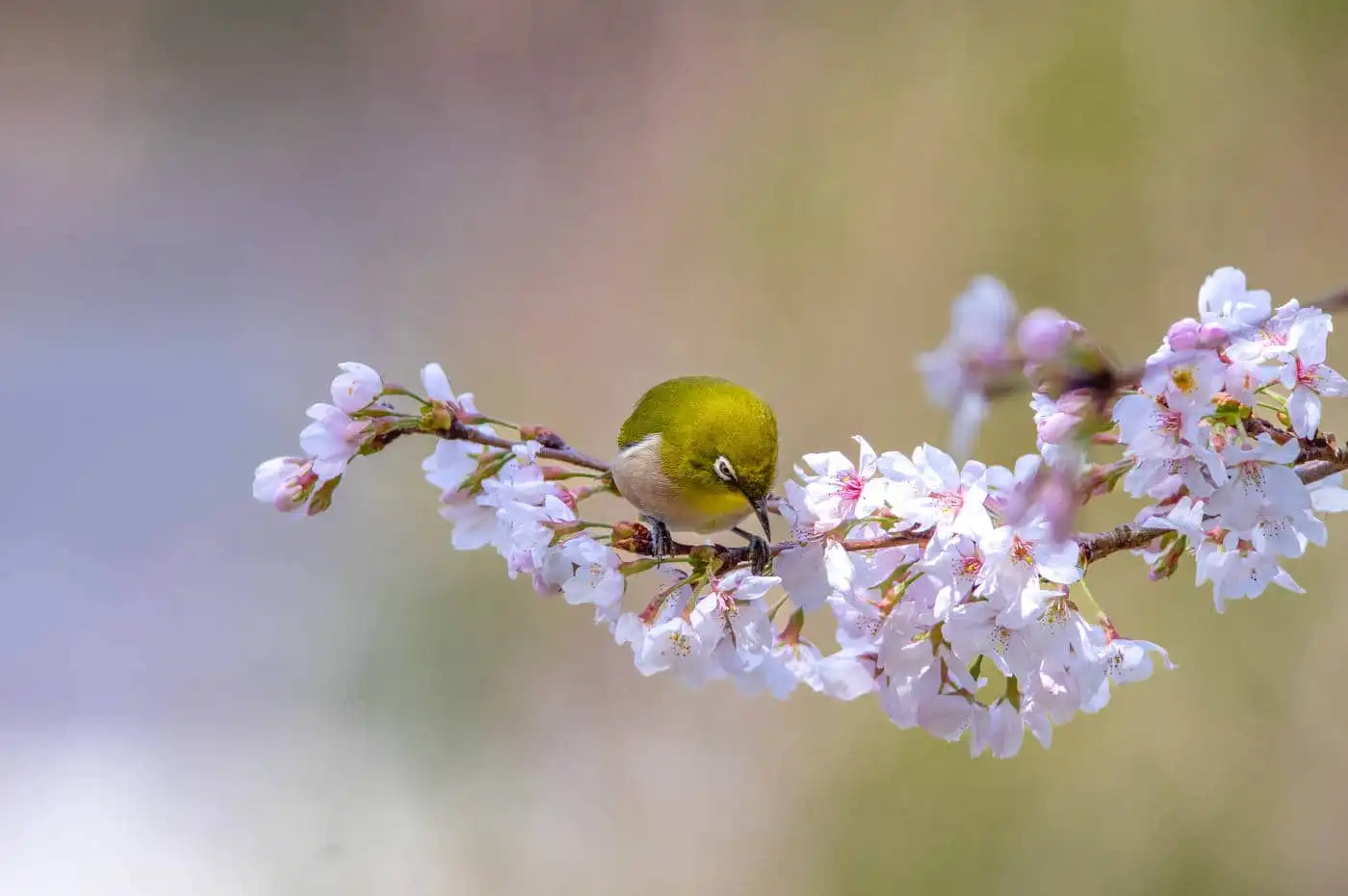 野鳥画像・桜の花とメジロの写真